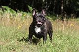 BOULEDOGUE FRANCAIS 002